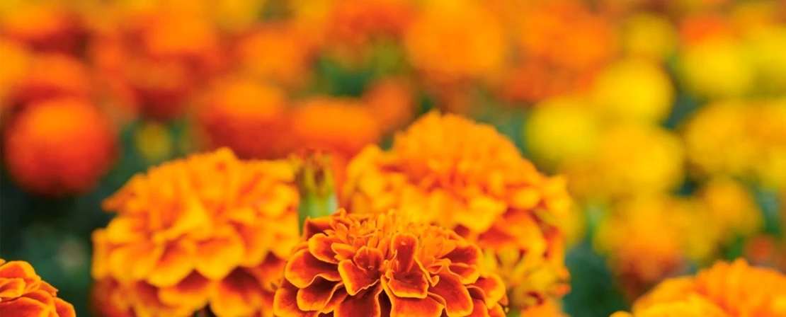 Wat is er mis reputatie pols Bloemen in de moestuin? Dit zijn de mooiste én nuttigste. - Tuincentrum Pelckmans Wat is er mis reputatie pols Bloemen in de moestuin? Dit zijn de mooiste én nuttigste. - Tuincentrum Pelckmans