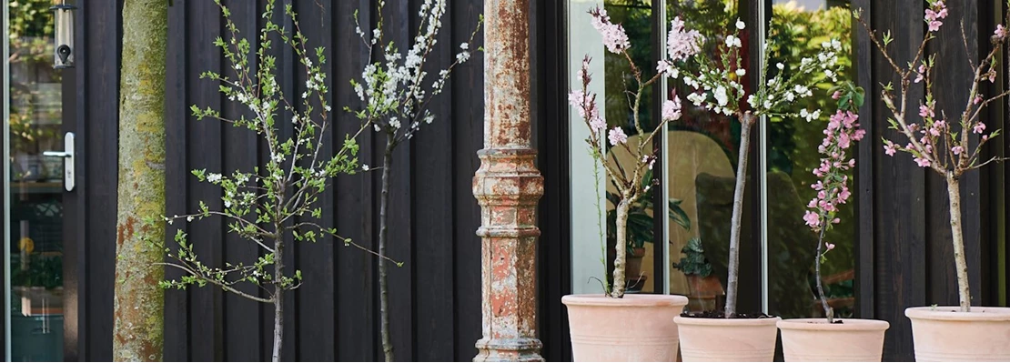 bloesemboom header