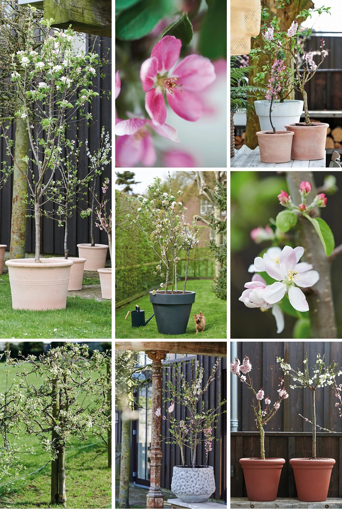 bloesemboom inspir