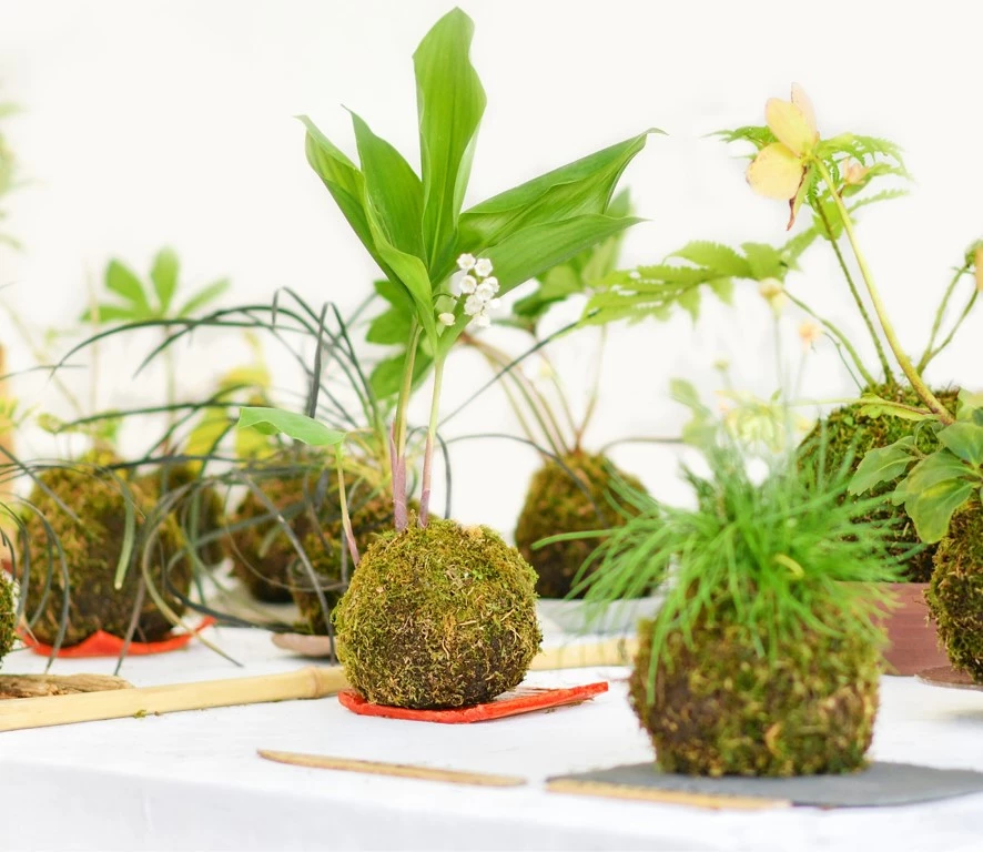 Bovengrondse bollen - Hoe maak je zelf een Kokedama? - Tuincentrum Pelckmans