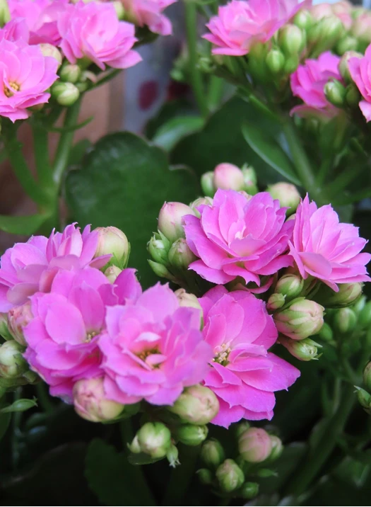blossfeldiana 638209743662581841