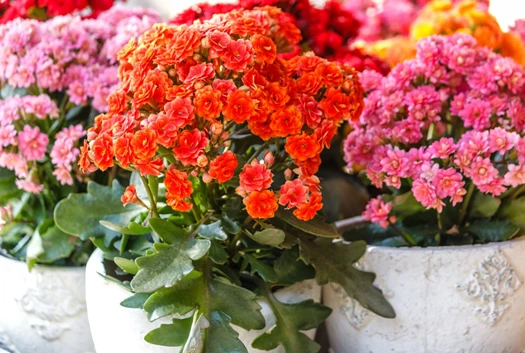 blossfeldiana1 638209739149962084