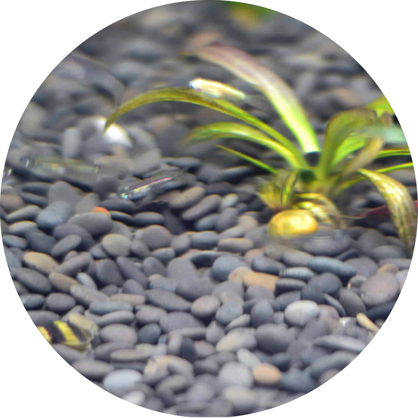 JBL Sansibar Dark 10 kg, fijne zwarte bodemgrond - voor de mooiste aquariumplanten en producten