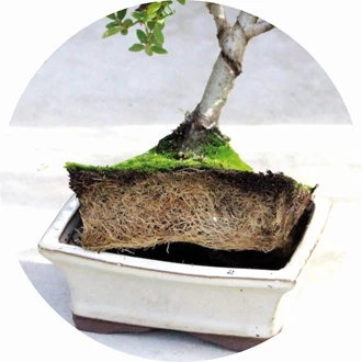 bonsai 5