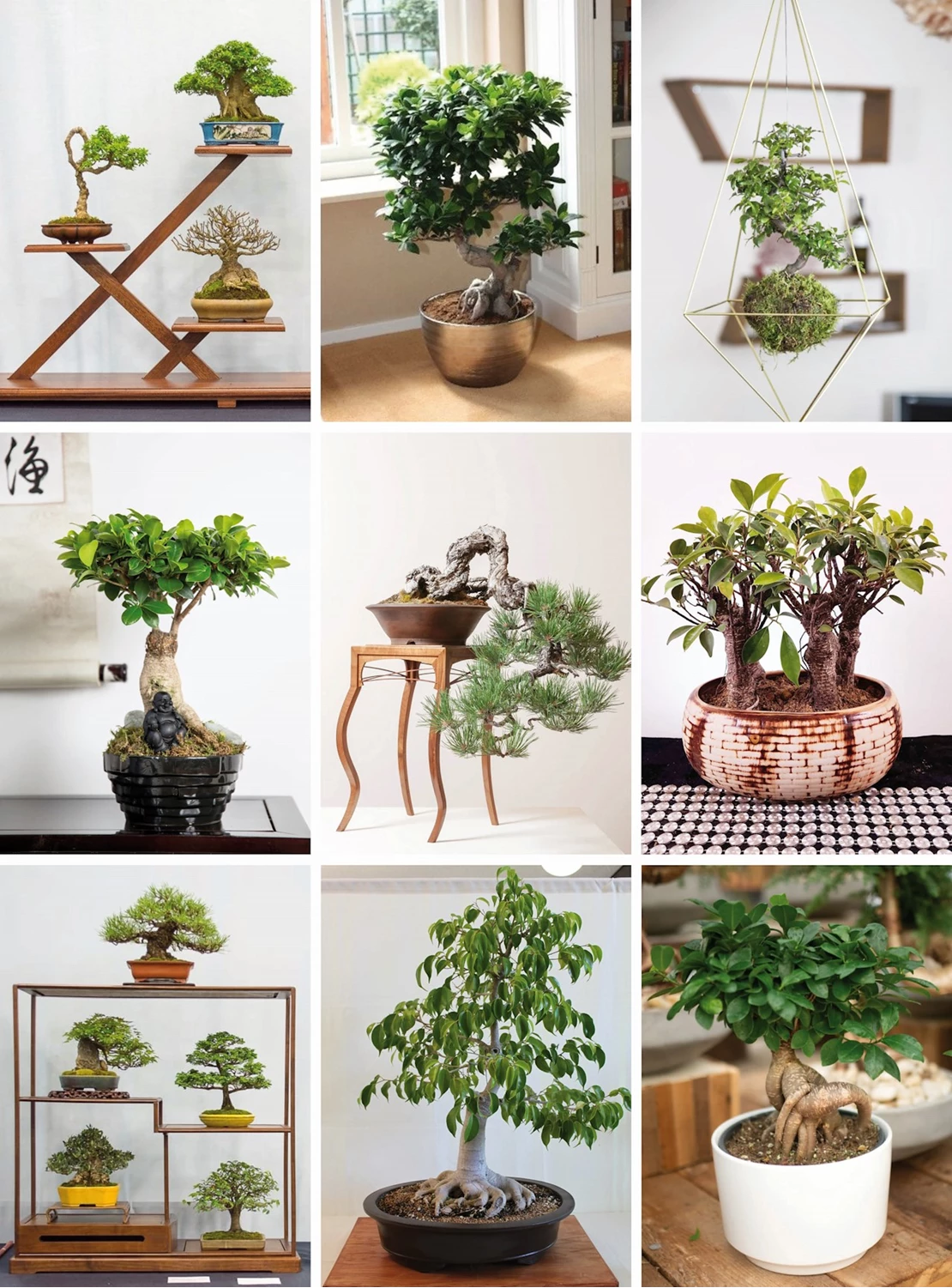 bonsai 7
