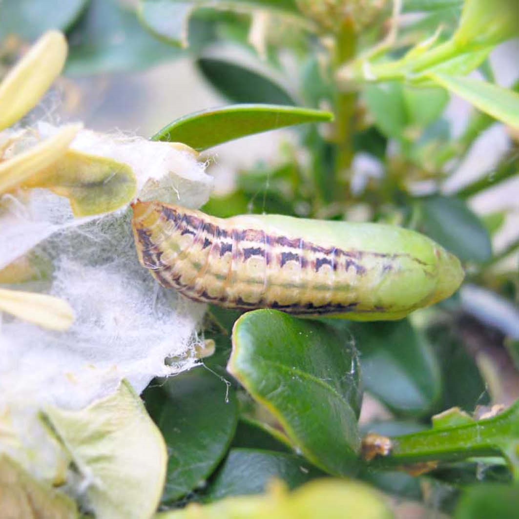 Help, ik heb last van de Buxusmot! Tuincentrum Pelckmans