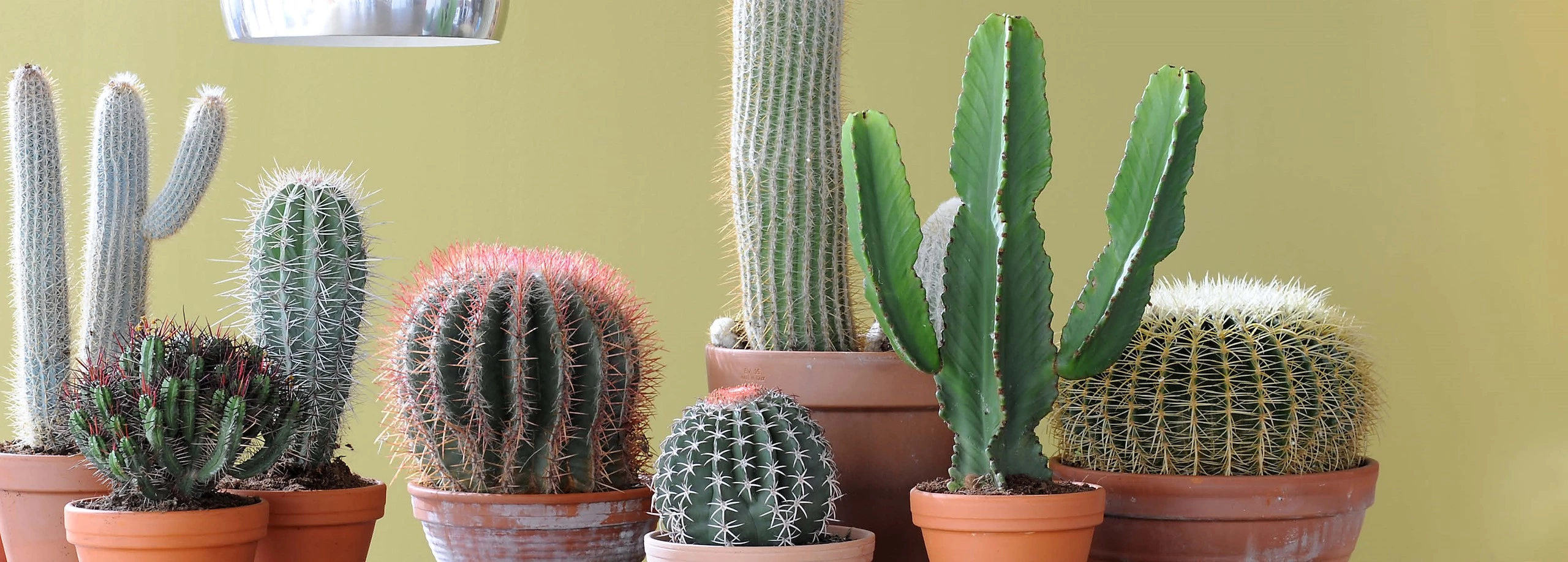 Cactussen Aaibaarder Dan Je Denkt Tuincentrum Pelckmans