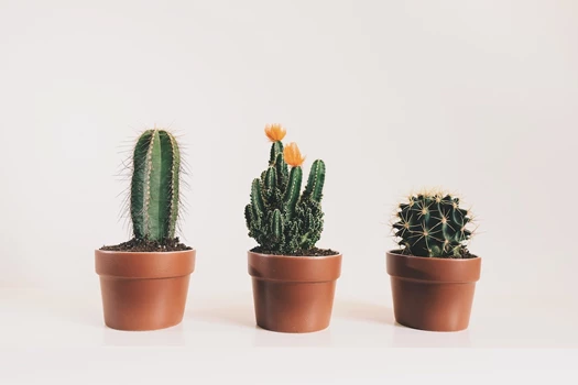 cactussen1 638209740494674120