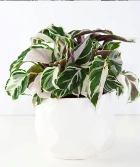 calathea 638102600161578693