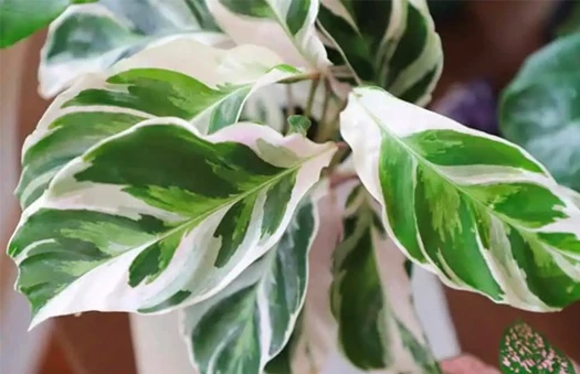 calathea white fusion 638102580526853623