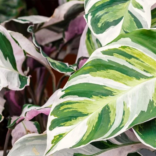 calathea2 638102604641044939