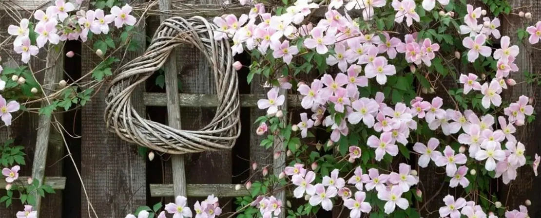 clematis1 638158488278616388