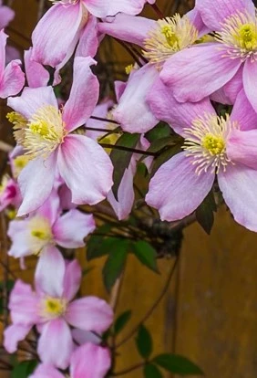 clematis2 638158490400126831