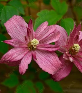 clematis3 638158493813422430
