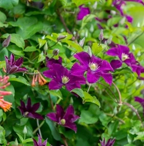 clematis4 638158496859501194