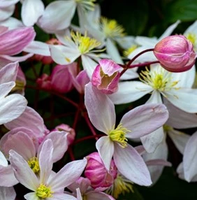 clematis5 638158498422609254