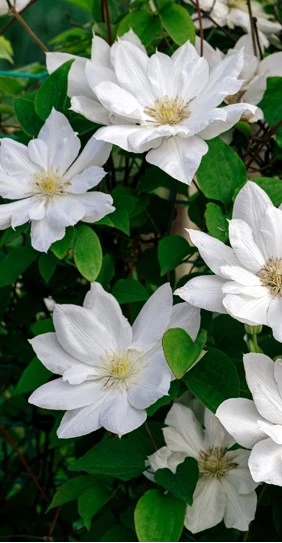 clematis6 638158532064897128