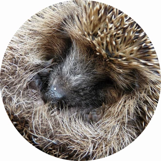 dierenhelpenwinter 7