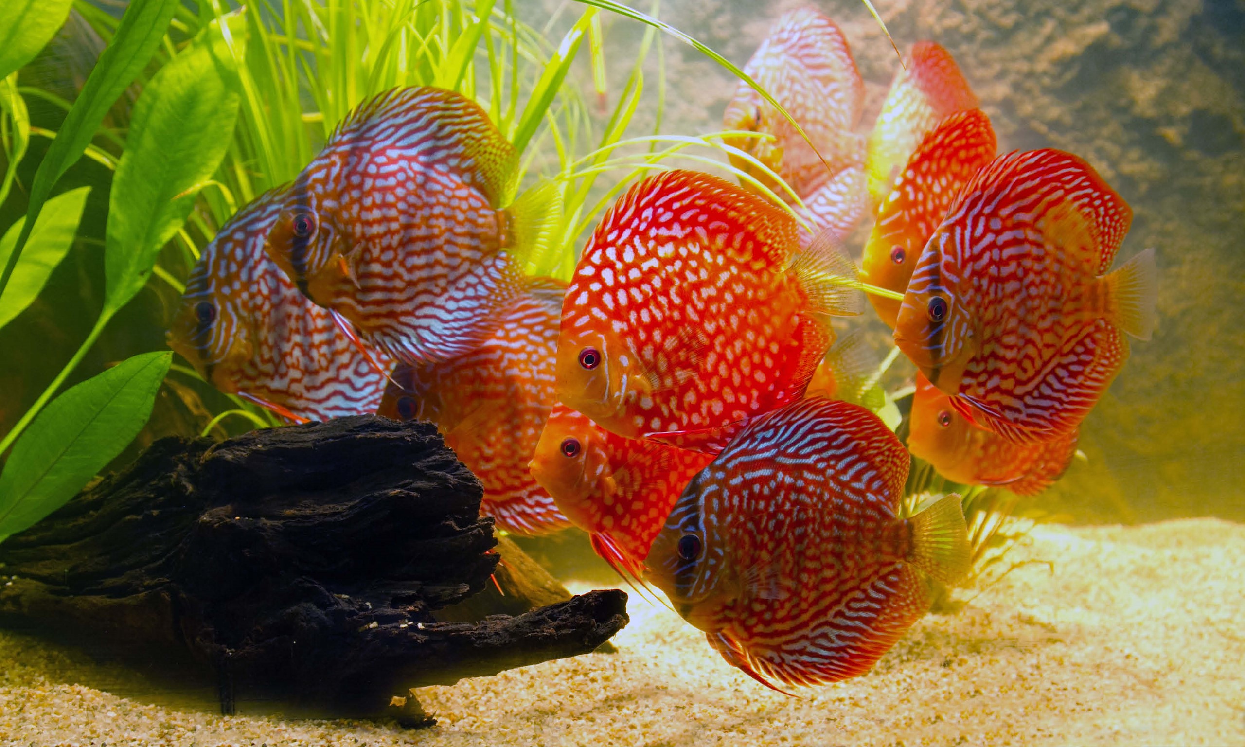 Viscom Fish Hoe houd ik mijn discusvissen gelukkig & gezond? - Tuincentrum Pelckmans