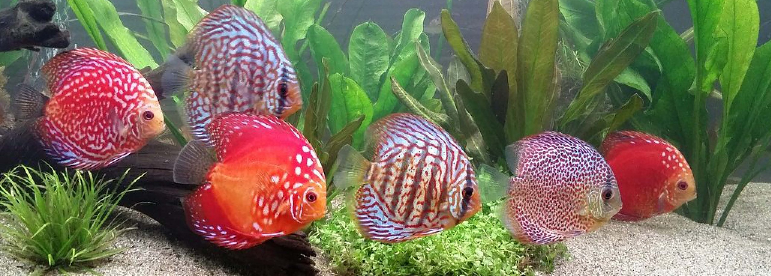 Hoe houd ik mijn discusvissen gelukkig & gezond? Tuincentrum Pelckmans