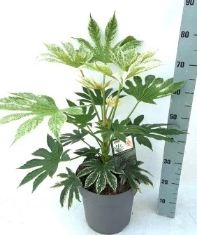 fatsia 637971208050391842