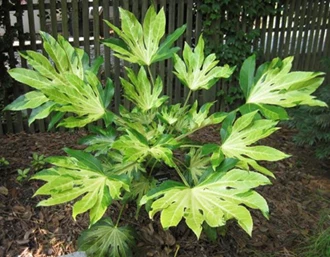 fatsia2 637971211050348411