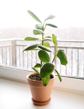 ficus elastica rubber tree in a clay terracotta 2022 04 11 23 04 19 utc 638102593269814775