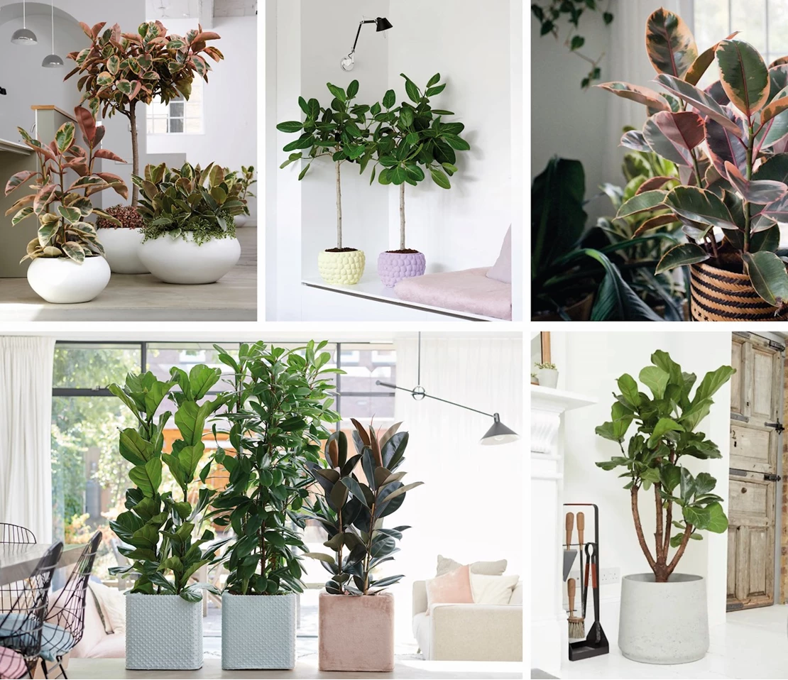 ficusXL 7