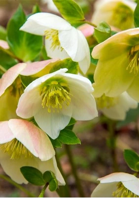 helleborus 638058411185681870