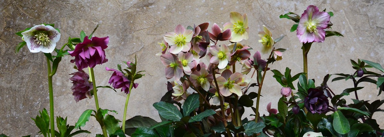 Helleborus planten wanneer