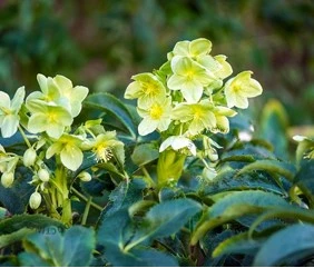 helleborus2 638058414167599735