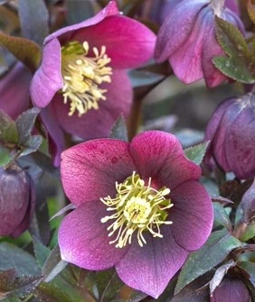 helleborus3 638058415230796912
