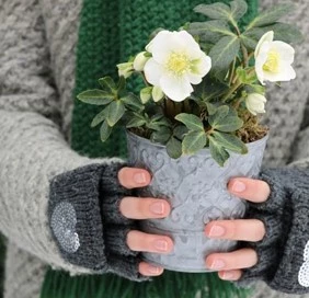 helleborus4 638058416533164048