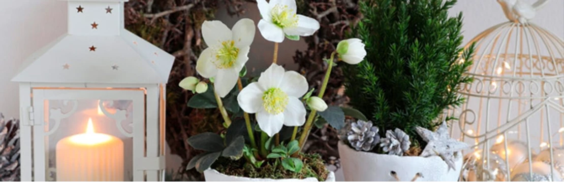 helleborus5 638058438658703316