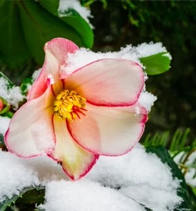 helleborus6 638058440752653098
