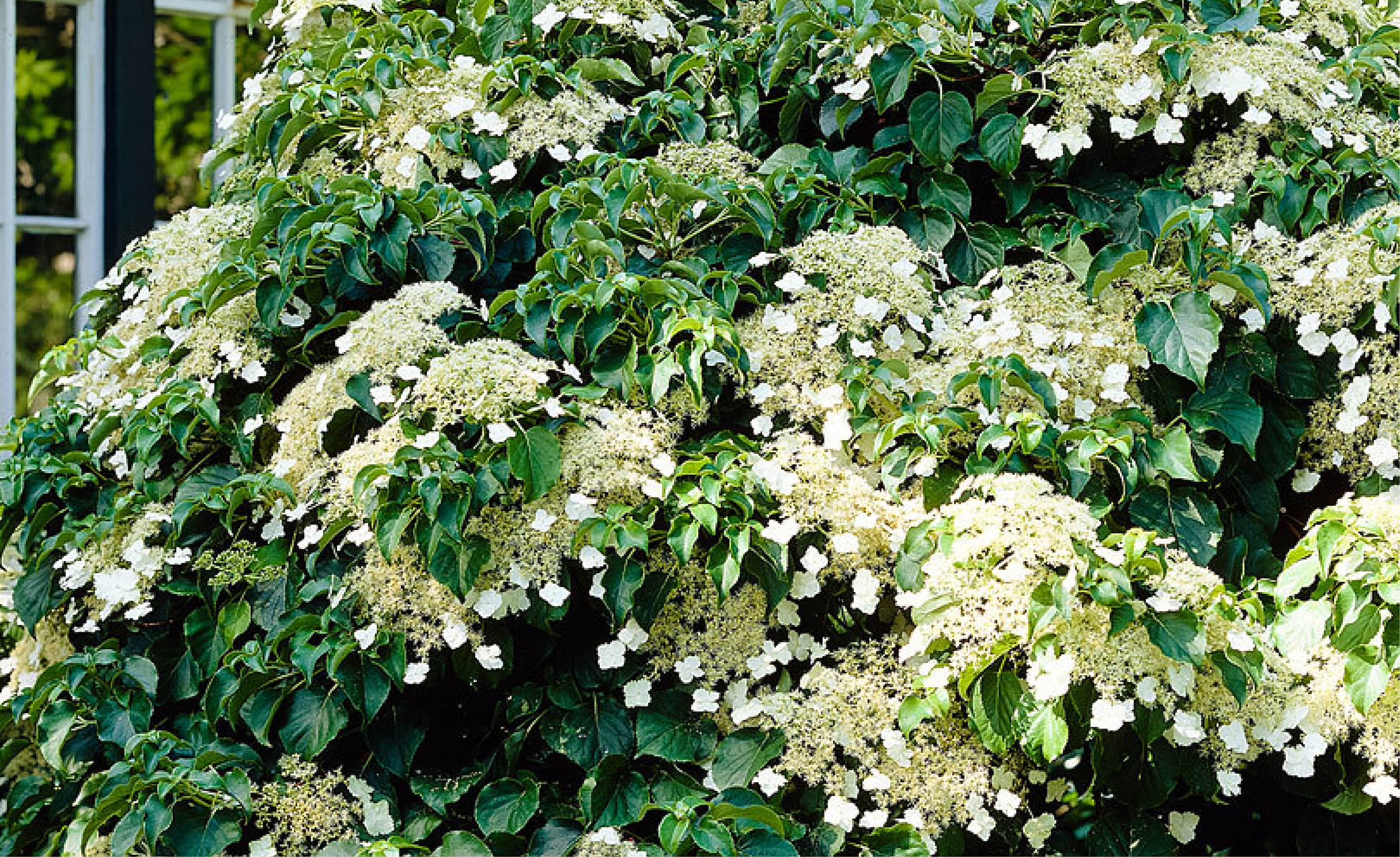 Hortensia Bruine Bloemen Verwijderen Bloemen