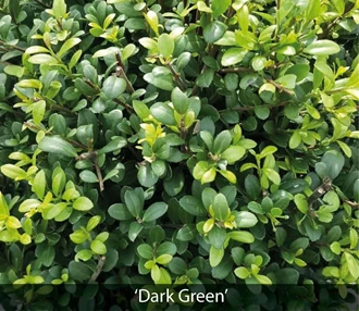ilex 4