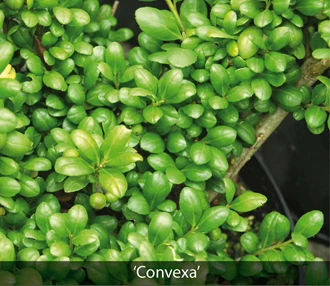 ilex 5