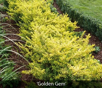 ilex 6