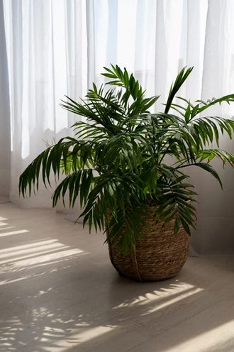 interior design with green plant 638273646490379306