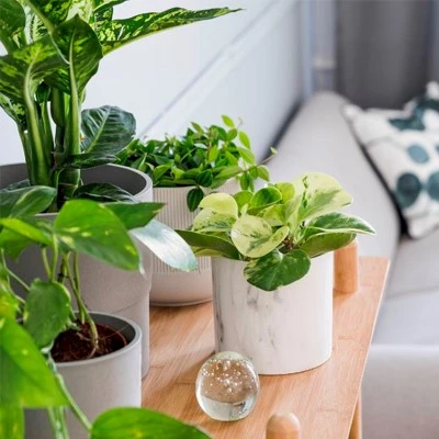 kamerplant1 638112901750772122