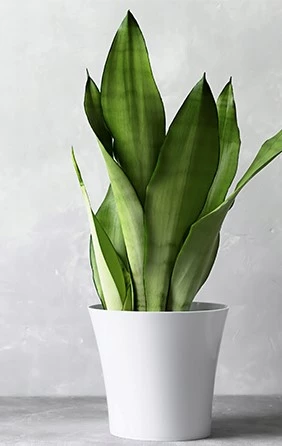 kamerplant1 638145769243339140