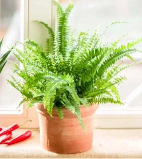 kamerplant2 637969374948172908