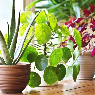 kamerplant2 638112901838025811
