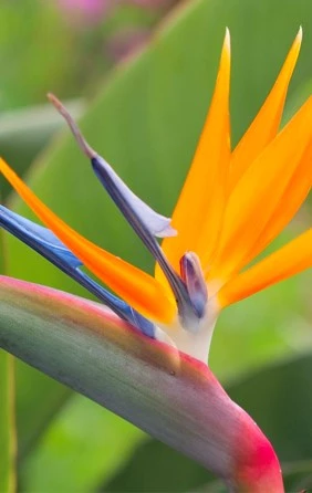 kamerplant2 638145770578642837