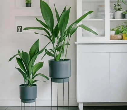 kamerplant3 637969364920096495