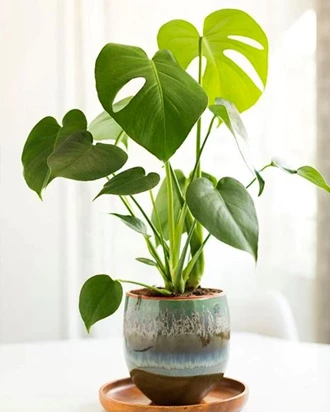 kamerplant3 638112907646057208