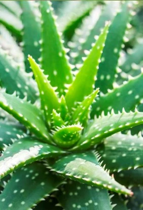 kamerplant3 638145771743509446