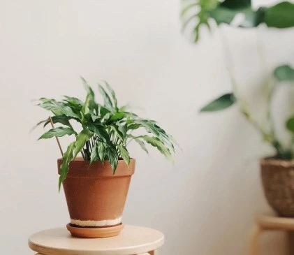 kamerplant4 637969365062970195