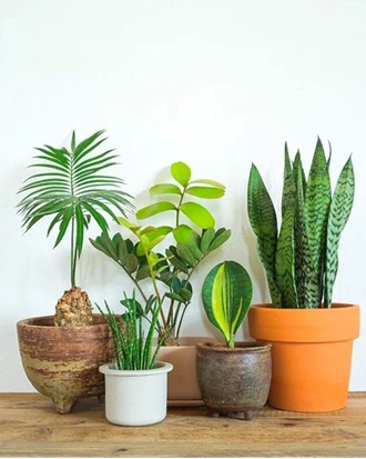 kamerplant4 638112907731861950